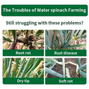 Pupuk Khusus untuk Ketahanan Penyakit dan Hasil Tinggi pada Daun Bawang Pupuk Organik Bawang Pupuk Bawang - Product Image 2