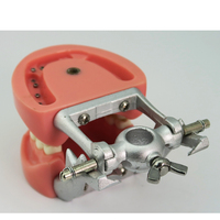 Modèle standard dentaire de gomme dure avec articulateur DP