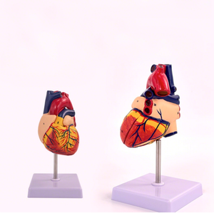 Arterler ve damarlar ile 2025 yükseltilmiş kalp modeli | Tıbbi eğitim ekipmanları - Product Image 4