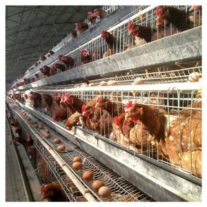 Cages à poules pondeuses de <span class=keywords><strong>type</strong></span> A, 3/4 niveaux, pour l'élevage de poules pondeuses et la production d'œufs en batterie, poulaillers pour l'élevage en ferme - Product Image 5