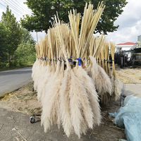 Herbe de la Pampa Séchée Naturelle Grande et Moelleuse, Beige Blanc, Décoration de Mariage Bohème, Vente en Gros