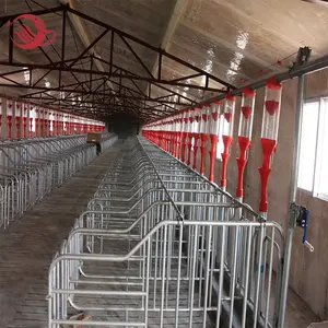 Schweine farm bau, Schweine fütterung und Trink fütterung system