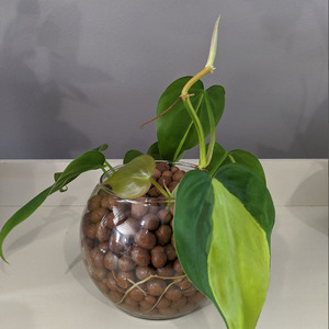 Boules d'argile rouge LECA pour culture hydroponique et aquaponique, avec absorption d'eau - Product Image 5