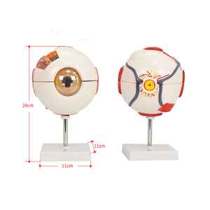 Modèle anatomique d'œil humain ADA BIX-A1061A blanc avec grossissement pour la science médicale Shanghai - Product Image 3