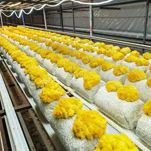 Unità di controllo automatico del clima di paglia fungo fattoria contenitore Indoor idroponico Container Farm