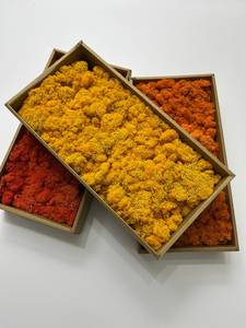 Prefleur ETERNAL Square Color Mix Pack Muschio di Renna Stabilizzato Verde Naturale Kit Fai da Te San Valentino Arte da Giardino Parete Fiorista - Product Image 5