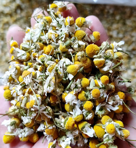 Fleurs en vrac, saveur intense et forte, bourgeons, herbes, fleurs séchées, thé <span class=keywords><strong>de</strong></span> <span class=keywords><strong>camomille</strong></span> biologique - Product Image 6