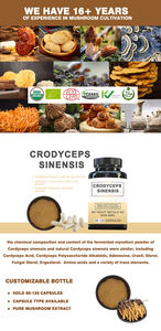 Extracto de Cordyceps sinensis 50% Polisacáridos en polvo Extracto de hongo Cordyceps sinensis - Product Image 3