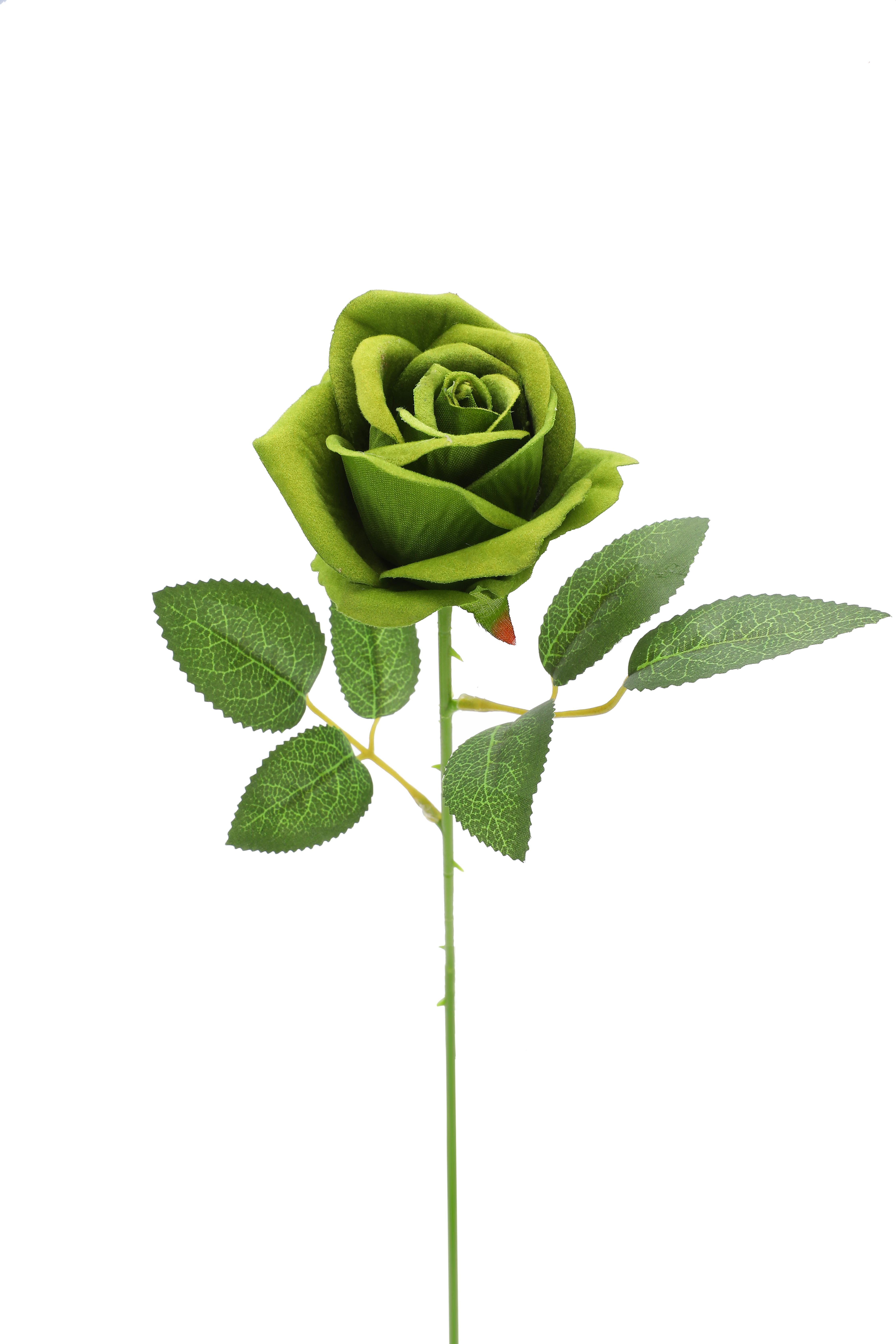 สีเขียว