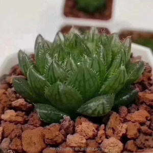 Commercio all'ingrosso di <span class=keywords><strong>piante</strong></span> succulente da interno <span class=keywords><strong>piante</strong></span> ornamentali <span class=keywords><strong>Haworthia</strong></span> - Product Image 2