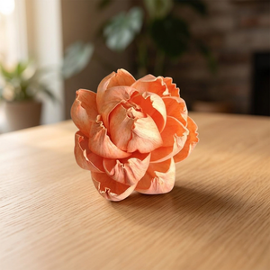 8CM White Sola Wood Environmental Friendly DIY Decorative Flowers Plants Thailand <b>Reed</b> <b>Diffuser</b> Bulk Wholesale Weddings - Product Image 2