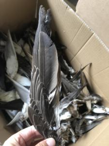 도매 천연 청둥 오리 날개 재료 오리 깃털 공예 DIY 플라이 낚시 재료 의상 액세서리 카니발 파티 장식 - Product Image 4