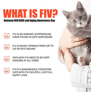 Mèo thiếu miễn dịch + Mèo bệnh bạch cầu virus Combo nhanh chóng kiểm tra, fiv AB + felv Ag Combo kiểm tra - Product Image 3