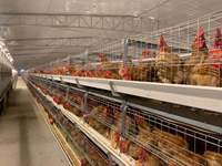 Cages à poulets automatiques de type H en acier galvanisé à chaud avec garantie d'un an pour une élevage avicole efficace