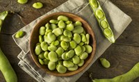 Poudre de protéine de haricot fava en gros Poudre d'isolat de protéine de haricot fava