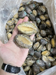 Fruits de mer Offre Spéciale de bonne qualité, ormeau surgelé à blanchir, ormeau surgelé - Product Image 2