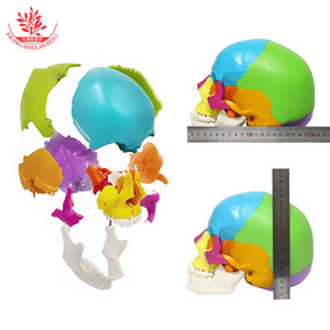 Modèle de crâne en 22 parties, couleur naturelle, grande taille, FRT025, matériel pédagogique artistique et médical détachable et assemblable. - Product Image 1