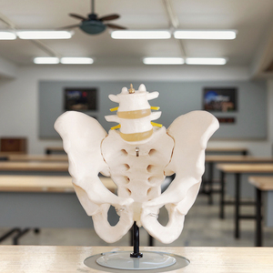 Xương người khoa học y tế Kích thước cuộc sống của xương chậu của con người với 2 chiếc đốt sống thắt lưng cho mô hình nghiên cứu giáo dục khoa học y tế - Product Image 5