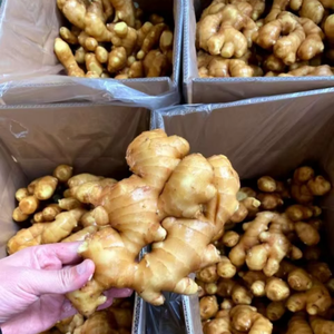 Tươi Khô Gừng Chất Lượng Hàng Đầu Gừng Giá Bán Buôn Hữu Cơ Gừng Gốc Nhà Máy Giá Rẻ Giá - Product Image 4