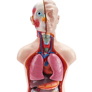 XY-203-1 12 partes educação médica uso 50cm metade do corpo torso bisexual modelo
