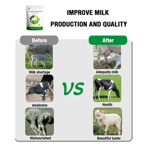 Compléments alimentaires en poudre végétale pour stimuler la production de lait chez les vaches laitières et les moutons, afin de réduire les maladies - Product Image 4