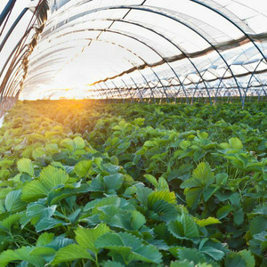 Precio barato jardín hidropónico cultivo alto túnel invernadero usado para la venta - Product Image 6