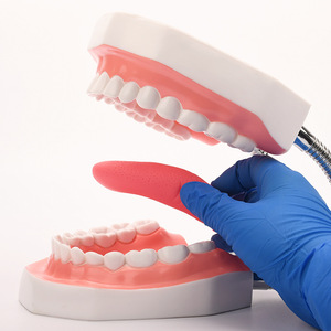 6X Modèle de dents artificielles sans couture avec langue, 28 dents, pour enseignement dentaire CE/ISO - Product Image 4