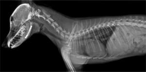 เครื่องเอกซเรย์สัตว์ <span class=keywords><strong>Keen</strong></span> Ray DR50M Vet: ภาพความละเอียดสูงสำหรับคลินิกสัตวแพทย์และโรงพยาบาล - Product Image 6