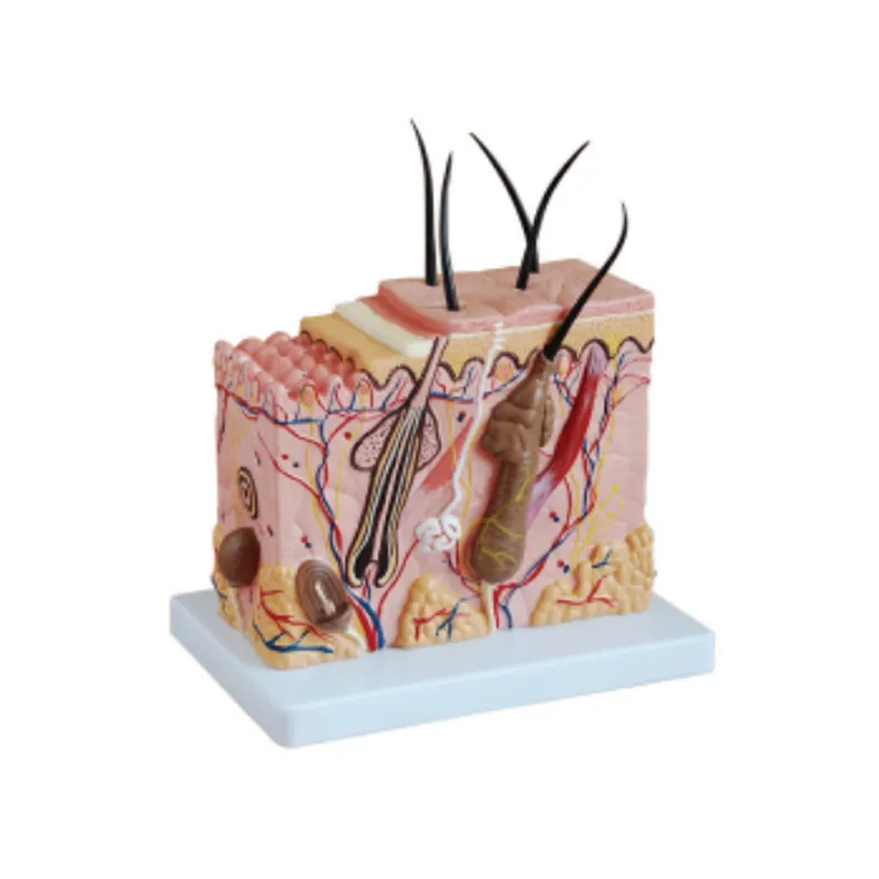 Modèle anatomique d'amplification de peau en PVC simulé humain d'usine modèle de peau médicale