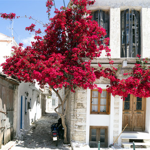 ดอกเฟื่องฟ้าประดิษฐ์ - Product Image 4