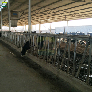Proyecto Llave en Mano para Granja Lechera <span class=keywords><strong>Holstein</strong></span> de 500 Vacas: Diseño de Planta, Establos, Sistema de Ordeño, Tratamiento de Estiércol y Equipamiento para Cría de <span class=keywords><strong>Ganado</strong></span> - Product Image 6
