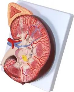 Modelo de riñón de aumento de 3 veces con estructura de anatomía precisa Modelo de riñón agrandado anatómico transparente Textura Digital