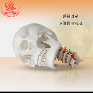 FRT023, un modèle de crâne cervical à 7 segments, présente un crâne adulte en PVC avec structures neurovasculaires, occipitales. - Product Image 1
