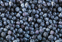 IQF Diepvries Blauwe Bessen Graad A HACCP Gecertificeerd 10kg Bulk Groothandel Hoge Kwaliteit Vers Fruit voor Voedselverwerking