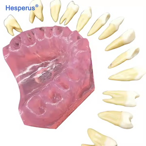 Modèle dentaire standard avec dents amovibles, gencives souples, TYPODONT adulte en plastique, manuel pour l'étude et l'enseignement - Product Image 4