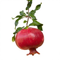 Premium natuurlijk voedingsmiddelkwaliteit granaatappelsap poeder, oplosmiddel-extract fruitextract met vitamine