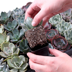 Plantas suculentas Rosette en maceta, surtido de Echeveria, plantas suculentas vivas en macetas de 2 pulgadas para decoración del hogar - Product Image 5