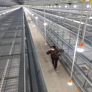 Nanlite — filet métallique galvanisé en acier q235, de bonne qualité, pour poulet, oiseaux, volaille, <span class=keywords><strong>cage</strong></span> de chaudière - Product Image 6