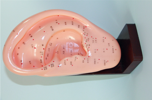 Modelo de Acupuntura de Oído, Modelo de Puntos de Acupuntura Chinos, Oído de 22 cm con Puntos de Acupuntura, Modelo de Enseñanza de Medicina - Product Image 5