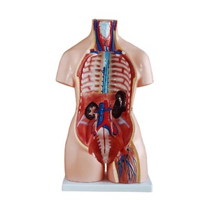 XC-208 модель туловища человека 85 см двойной Секс туловище 40 частей - Product Image 4