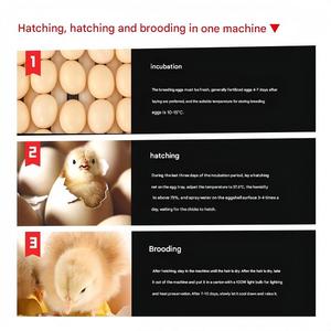 Incubadora <span class=keywords><strong>de</strong></span> <span class=keywords><strong>Huevos</strong></span> <span class=keywords><strong>de</strong></span> Aves con Tasa <span class=keywords><strong>de</strong></span> Incubación del 100%, Doble Potencia 220V/110V, Bajo Nivel <span class=keywords><strong>de</strong></span> Ruido, Incubadora para <span class=keywords><strong>Huevos</strong></span> <span class=keywords><strong>de</strong></span> <span class=keywords><strong>Avestruz</strong></span> - Product Image 6