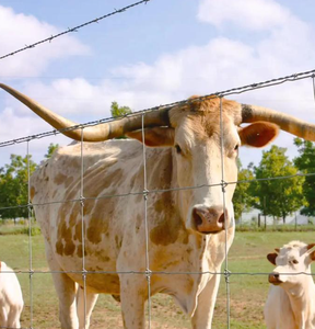 Bán Chạy nhất kinh tế đồng cỏ hàng rào Net là mạnh mẽ và hiệu quả chi phí làm cho nó một người trợ giúp tốt cho đồng cỏ chăn thả. - Product Image 6