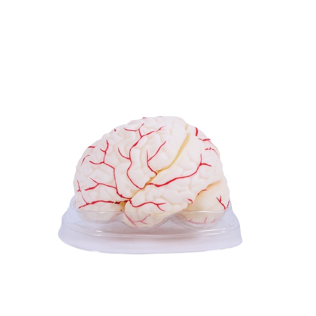 High Quality Durable PVC Human Brain Anatomy Model Detachable Brainstem Detailed Nervous System for Medical Science School Use