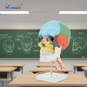 Modelo profesional de cráneo y columna <span class=keywords><strong>cervical</strong></span> coloreados, herramienta de enseñanza de anatomía humana - Product Image 3
