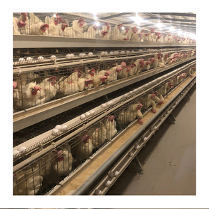 Factory Price <strong>Full</strong> Automatic <strong>Chicken</strong> <strong>Coop</strong> in Africa <strong>for</strong> <strong>Sale</strong> - Product Image 6