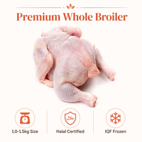 Pollo Entero Congelado Halal al por Mayor, Pollo de Engorde Premium para Exportación, Proveedor de Aves de Corral IQF, Precio de Fábrica