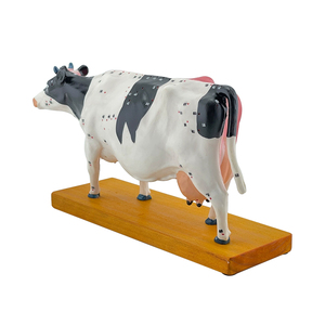 Corps de bétail <span class=keywords><strong>Acupuncture</strong></span> Modèle ZM3017 - Product Image 5