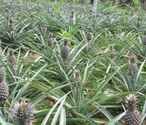 Dứa lá sisal cây gai chuối sợi khai thác máy kenaf abaca sợi extractor decorticator máy - Product Image 2