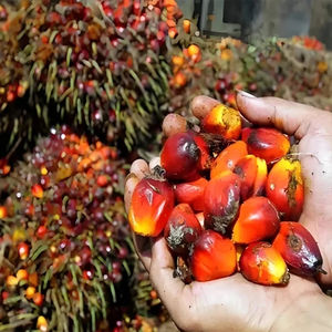 Macchina completa automatica della raffineria di olio di soia <span class=keywords><strong>per</strong></span> la produzione di olio commestibile <span class=keywords><strong>per</strong></span> la linea di produzione di <span class=keywords><strong>semi</strong></span> di frutta di mais di cotone grezzo - Product Image 6