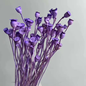 Vente en gros de coquilles de pavot séchées et préservées, mini-têtes de graines pour bouquets de mariage, arrangements floraux, Fête des Mères - Product Image 2